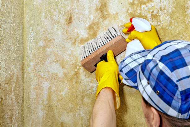 Best Mold Remediation for Healthcare Facilities  in Martin, SD