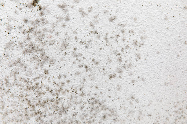Best Asbestos and Lead Testing During Mold Inspection  in Martin, SD