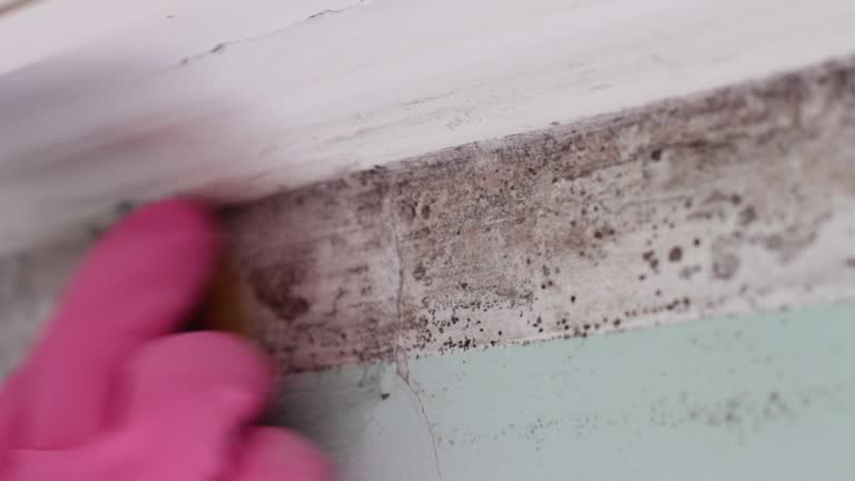 Best Real Estate Mold Inspection  in Martin, SD